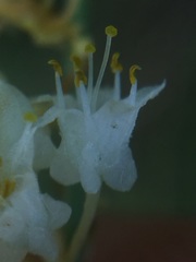 Cuscuta tuberculata