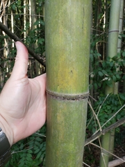 Phyllostachys bambusoides