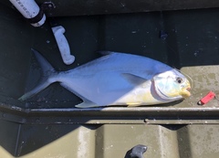 Trachinotus carolinus