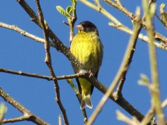 Chloris ambigua