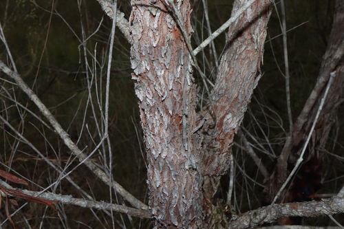 Image of Angophora bakeri by (c) Thomas Mesaglio, some rights reserved (CC BY)