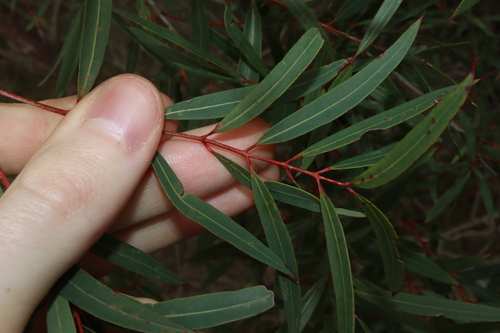 Image of Angophora bakeri by (c) Thomas Mesaglio, some rights reserved (CC BY)