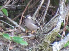 Parayuhina diademata