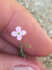 Stenotis asperuloides