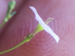 Stenotis asperuloides