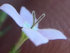 Stenotis asperuloides