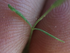 Stenotis asperuloides