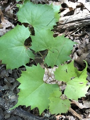 Vitis monticola