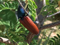 Chalcolepidius rubripennis