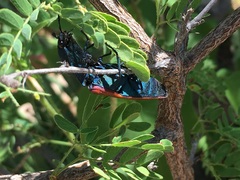 Chalcolepidius rubripennis