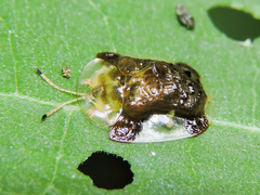 Helocassis testudinaria