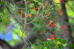 Psittacanthus sonorae