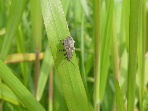 Common Leaf Weevil, Dorpsstraat 40, 2445 AN Aarlanderveen, Netherlands, photo 7 of 10