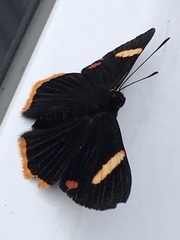 Riodina lycisca