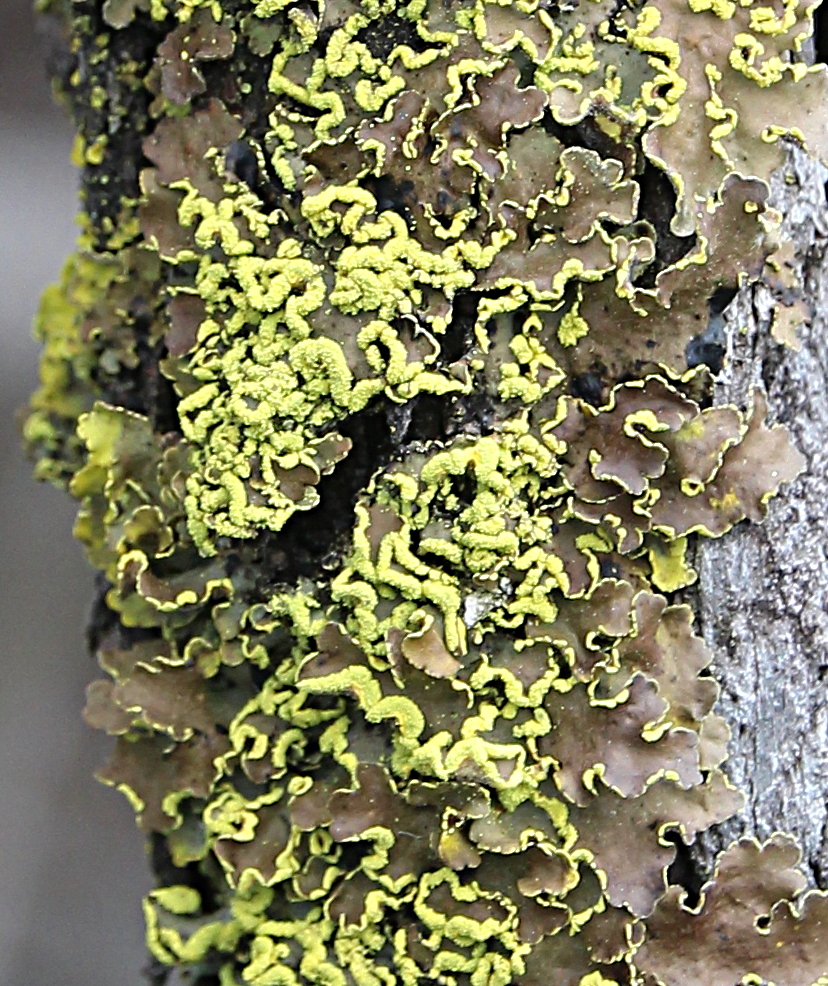 Pseudocyphellaria aurata image
