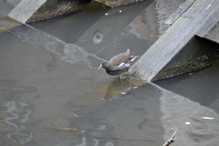 Gallinula chloropus