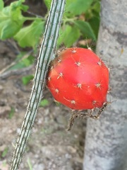 Peniocereus striatus