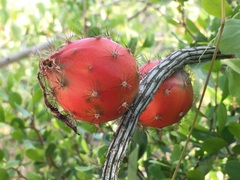 Peniocereus striatus
