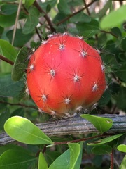 Peniocereus striatus