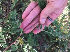 Indigofera fruticosa