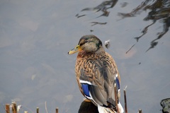 Anas platyrhynchos