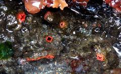 Pyura chilensis