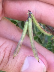Indigofera fruticosa