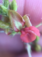 Indigofera fruticosa