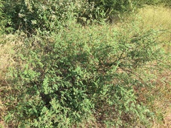 Indigofera fruticosa