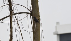 Turdus merula