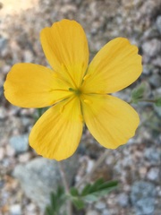Kallstroemia peninsularis