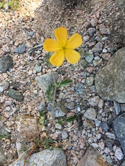 Kallstroemia peninsularis