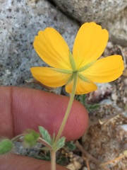 Kallstroemia peninsularis