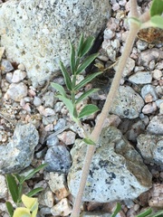 Kallstroemia peninsularis