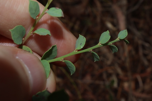 Image of Bossiaea rhombifolia by (c) Thomas Mesaglio, some rights reserved (CC BY)