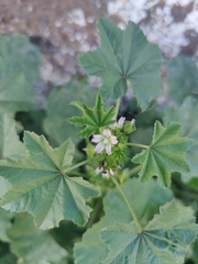 Malva parviflora image