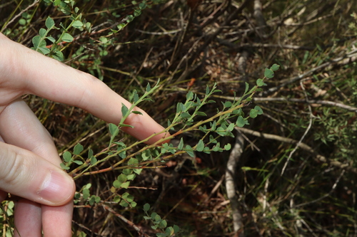 Image of Bossiaea rhombifolia by (c) Thomas Mesaglio, some rights reserved (CC BY)