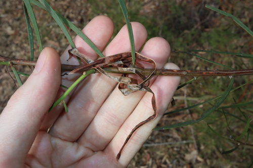 Image of Acacia elongata by (c) Thomas Mesaglio, some rights reserved (CC BY)