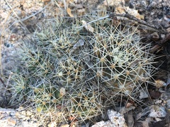 Mammillaria petrophila petrophila