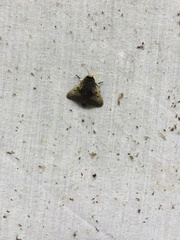 Megalopyginae