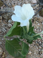 Ruellia leucantha