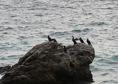 Gulosus aristotelis desmarestii