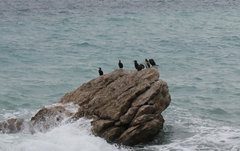 Gulosus aristotelis desmarestii