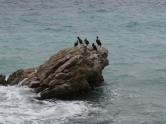 Gulosus aristotelis desmarestii