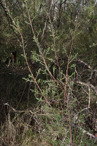 Image of Gaudium parvifolium by (c) Thomas Mesaglio, some rights reserved (CC BY)