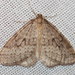 Bruce Spanworm Moth - Photo (c) Larry Clarfeld, some rights reserved (CC BY-NC), uploaded by Larry Clarfeld