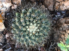 Mammillaria petrophila