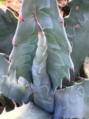 Agave sobria
