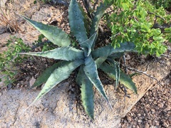 Agave sobria