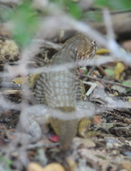 Sceloporus zosteromus